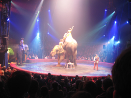 Cirque Gruss 30 janvier 2013 (1)